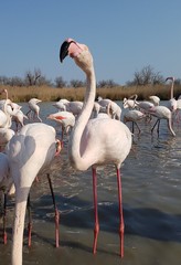 Camargue flamingos in the south of france