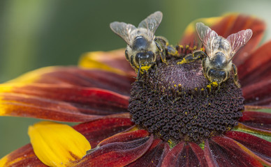bees (apis melifera) on a flower - macro photo