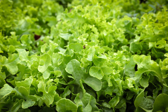 Green lettuce for making salad.