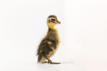 Funny duckling of a wild duck on a white background