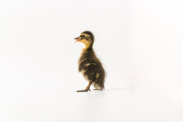 Funny duckling of a wild duck on a white background