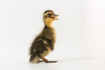 Funny duckling of a wild duck on a white background