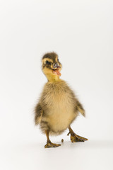 Funny duckling of a wild duck on a white background