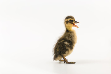 Funny duckling of a wild duck on a white background