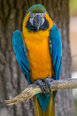 Blue-and-yellow macaw