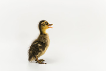 Funny duckling of a wild duck on a white background