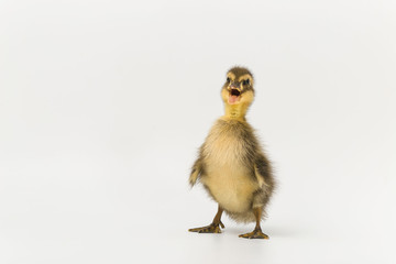 Funny duckling of a wild duck on a white background