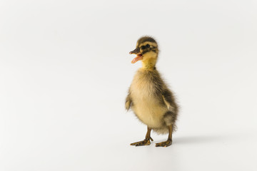 Funny duckling of a wild duck on a white background