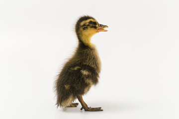 Funny duckling of a wild duck on a white background