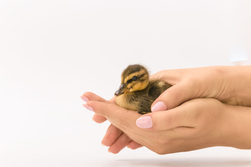 Funny duckling of a wild duck on a white background