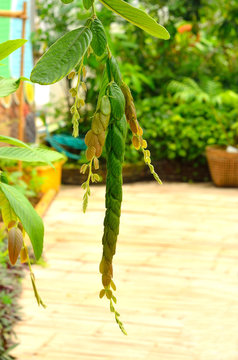 phyllodium elegans tree