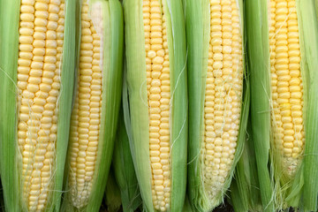 Background of young sweet corn.