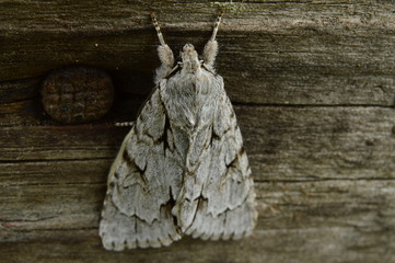 Butterfly white on a background of dark old wood