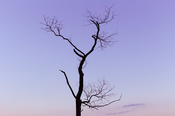 Lonely dead tree. Art nature.