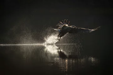 Photo sur Plexiglas Anti-reflet Aigle Chasse au pygargue à queue blanche.