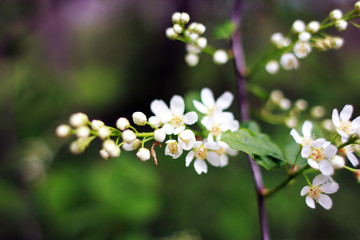 Blooming