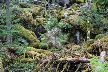 Nationalpark Tiveden in Schweden