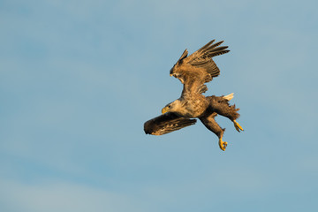 Hunting White Tailed Eagle.