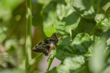 Borboleta