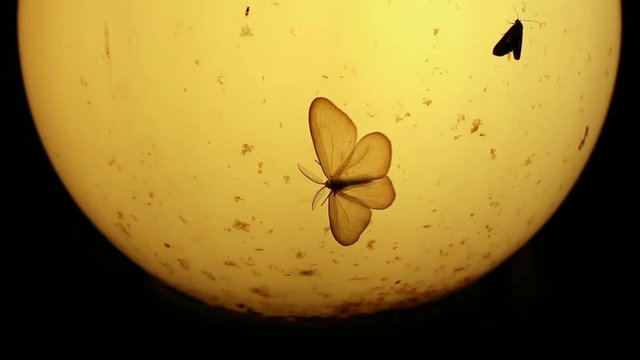 Moths and other small insects around old lamp at night