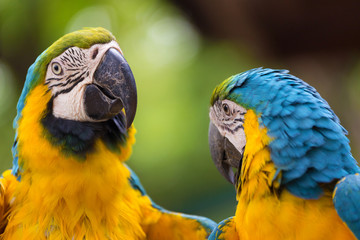 Blue & Gold Macaw concept love