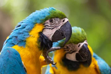 Papier peint photo Perroquet Blue-and-yellow macaw or blue-and-gold macaw  © thechatat