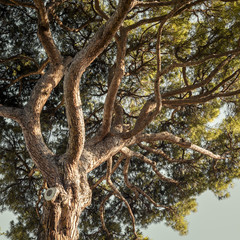 Pin parasol en gros plan