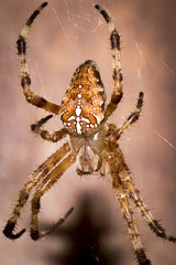 Kreuzspinne