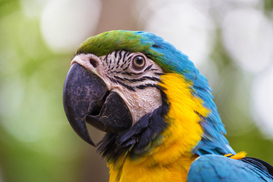 face of a blue and gold macaw bird with stunning markings