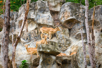 Barbary sheep rests on rock