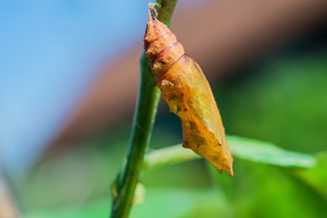 Nymph butterfly golden color on the branch