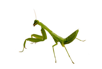 Mantis on white background. Closeup image of mantis looking into camera. Soothsayer or mantis green insect. Mantis head and arms with claws. Grass green Mantodea from tropical nature. Mantis