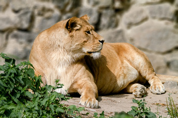 animal is an adult lioness lying and staring.