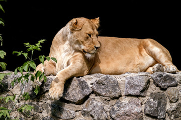 animal is an adult lioness lying and staring