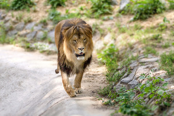 animal adult lion walks in the zoo