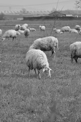 Fototapeta premium sheep walking in a grass field
