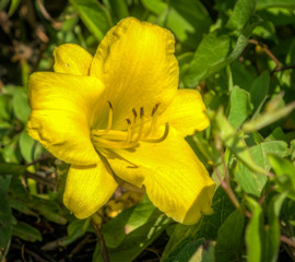 Fototapeta na wymiar Yellow daylily