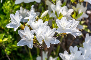 Beautiful White Flower | Roadside Flower