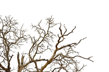 Fototapeta na wymiar Dead tree isolated on white