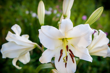 Fototapeta na wymiar White lily flower close up in the garden