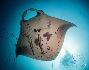 OLYMPUS DIGITAL CAMERA © Alexander