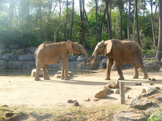 Fototapeta premium Elephant d'Afrique