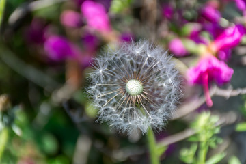 Dandelion | Blowing Dandelion | Dandelion Blowing