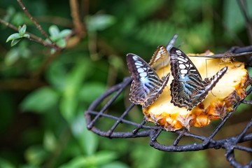 Butterflies are poultry, eating pollen from food pollen.