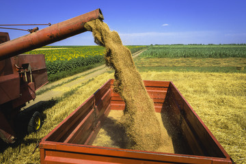 Unloading wheat grain from a combine to red tractor trailer during harvest season