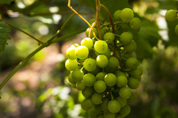 Young and juicy white grapes from a vineyard on a sunny day