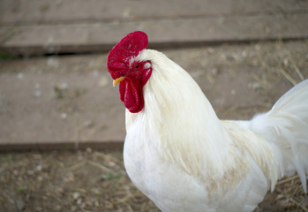 white rooster chicken male farm livestock agriculture