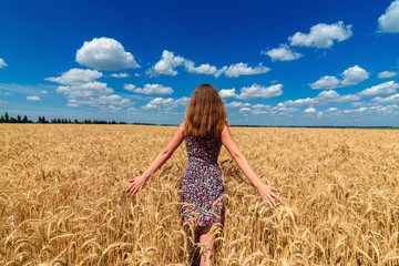 Back view of beautiful young woman walking in golden wheat field with cloudy blue sky background, free space. Liberty, peace of mind concept. Girl in spikes of ripe wheat field under blue sky