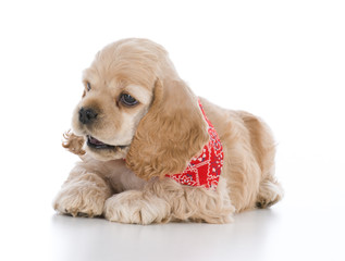 cocker spaniel puppy