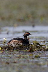 Black-necked grebe, Podiceps nigricollis